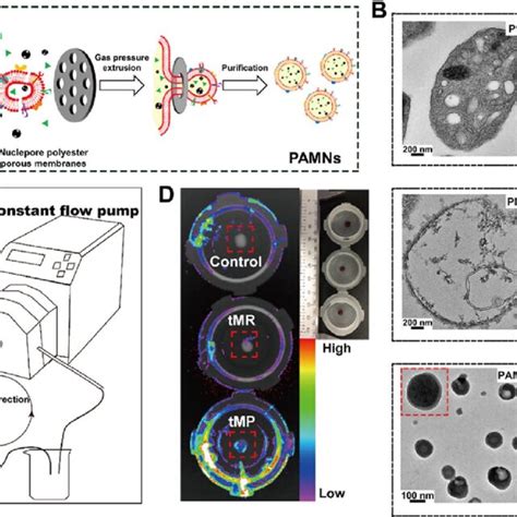 Schematic Illustration Of Platelet Based Nanoparticles A The