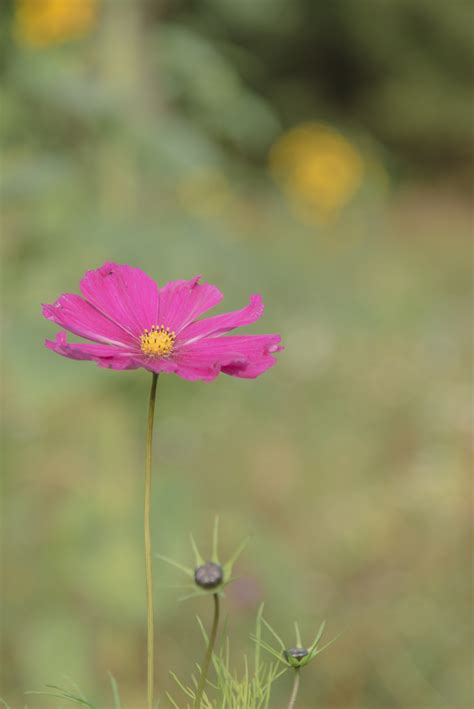 Free Images Nature Blossom Field Meadow Prairie Leaf Purple