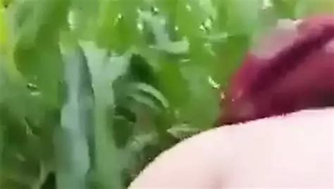 Desi Indian Sex In Padosan Bhabhi Big Nipples Porn Feat Desiindian Xhamster