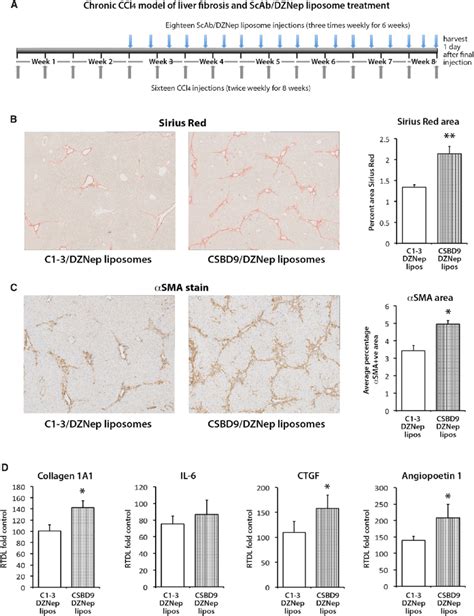 Liposomes Coated With C1 3 ScAb And Loaded With DZNep Significantly