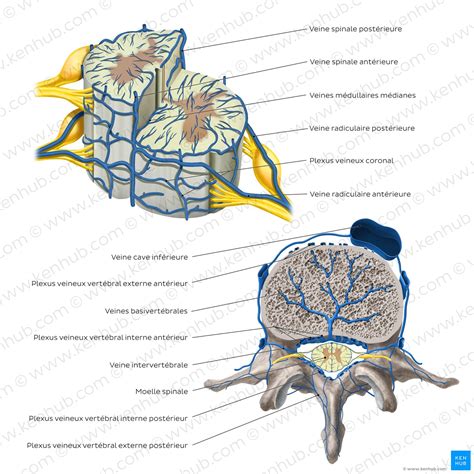 Moelle Spinale Anatomie Structure Tractus Et Fonction Kenhub