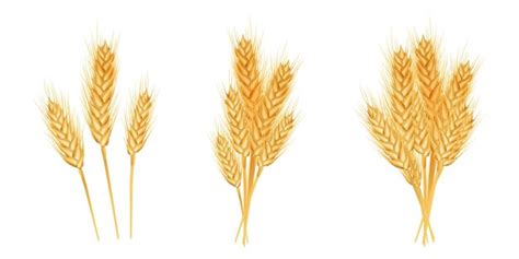 Premium Vector Set Of Wheat Ears Ripe Spikelets And Grains