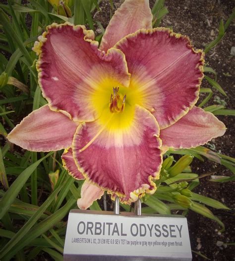 Orbital Odyssey Qb Daylily Gardens