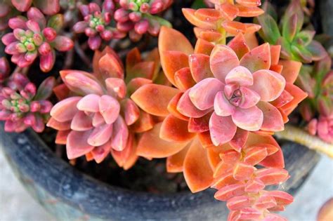 Graptosedum California Sunset Purple Succulent For Sale Care Guide