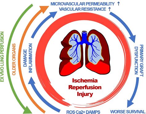 Frontiers Primary Graft Dysfunction The Role Of Aging In Lung