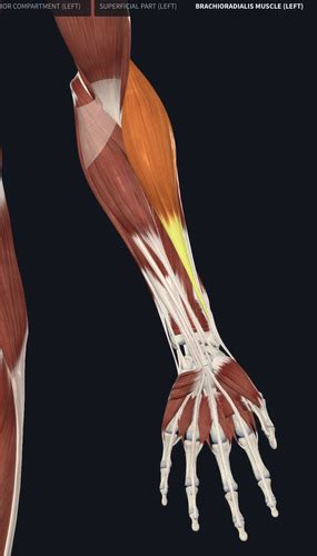 Clinical Anatomy Of The Cubital Fossa Forearm And Wrist Flashcards