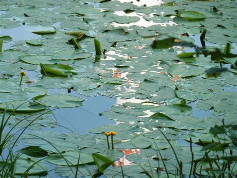 Images Gratuites Eau La Nature Marais Plante Feuille Fleur