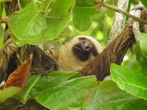 Sloth Sleeping Animal - Free photo on Pixabay