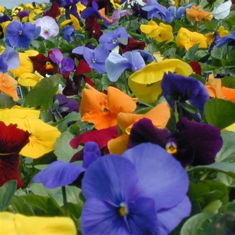 Pansy Matrix Mix Clear From Babikow Wholesale Nursery