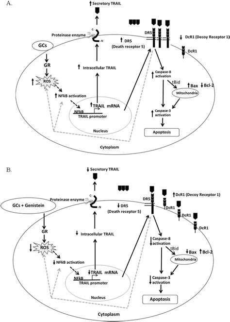 Possible Mechanism Of Genistein Protects Against GC Induced Pancreatic