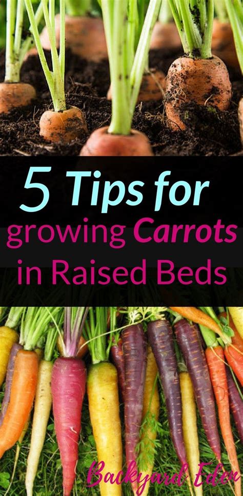 Aquaponics System Tips For Growing Carrots In Raised Beds Raised