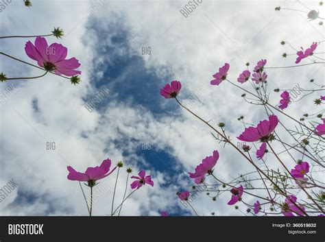 Wild Cosmos Flowers Image & Photo (Free Trial) | Bigstock