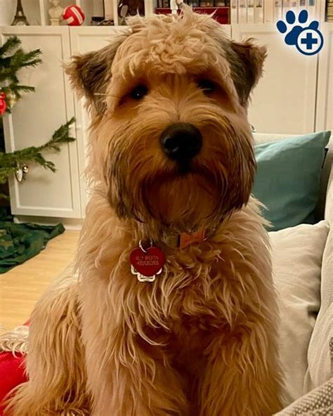 Willy Wheaten Ist Unser Patient Des Monats Tierklinik Hofheim