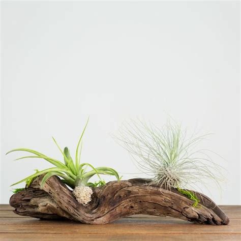 Air Plant Display Driftwood Table Display Planted Driftwood Etsy Air Plants Air Plant