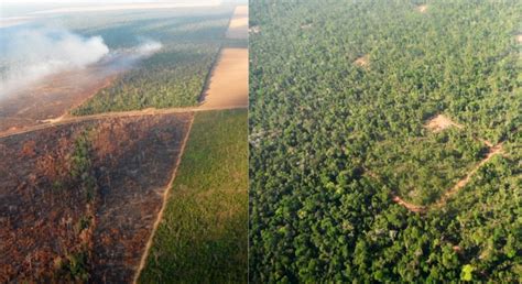 Forest Degradation In The Amazon Also Impacts How Forests