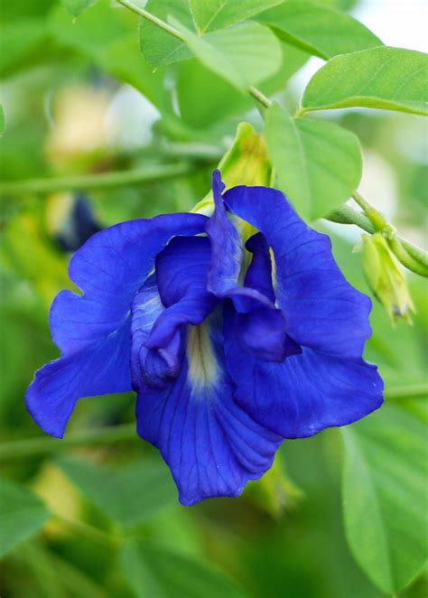 The Beauty And Benefits Of Butterfly Pea Seeds