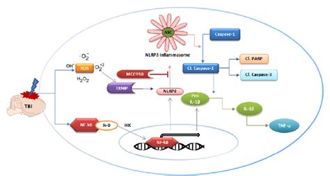 Mechanism Of Activation Of The Nlrp Inflammasome In Tbi And