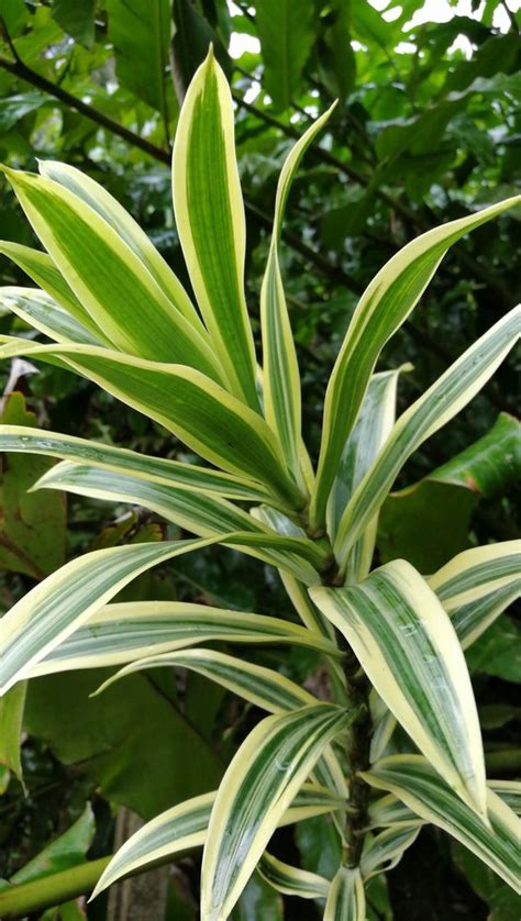 Dracaena Song Of India At Best Price In Palakkad By Lakeview Plantation