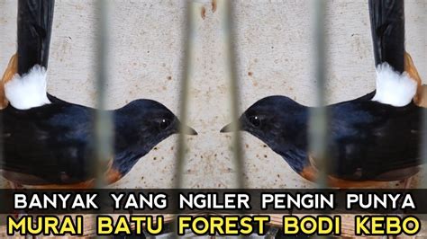 BANYAK ORANG PENGIN MURAI BATU FOREST YANG BODY KEBO HARGA DR 600 RB