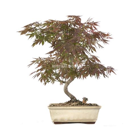 Bonsái exclusivo Acer palmatum atropurpureum 14 años Arce japonés