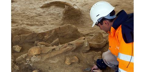 Archéologie Découverte dun squelette complet de mammouth en Seine et