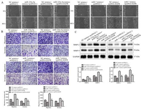 Mir A P And Mir Inhibits The Proliferation Migration And