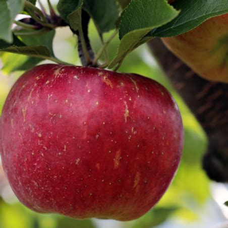 Achat fruitier à planter Pommiers Malus domestica Summerred