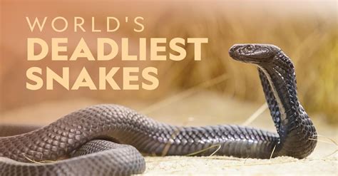 Watch World's Deadliest Snakes TV Show - Streaming Online | Nat Geo TV