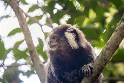 Macaco Comum Do Sagui Rio De Janeiro Brasil Imagem De Stock Imagem