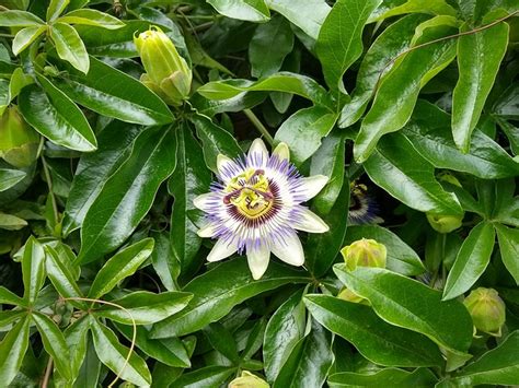 Passion Flower Summer - Free photo on Pixabay - Pixabay