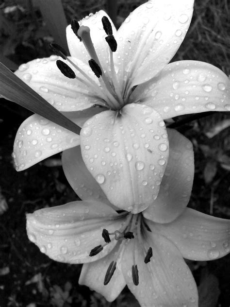 Black And White Lily With Waterdroplets Thanks For Visitin Flickr