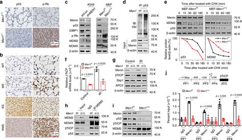 Loss Of Men Leads To Inactivation Of The P Rb Pathway A B Ihc