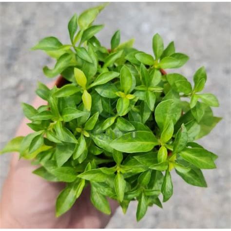 LUSHECO Alternanthera Ficoidea Green Full Sun Tahan Panas Live