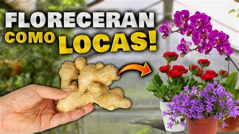 Descubre Los Mejores Remedios Caseros Para Hacer Florecer Tus Plantas