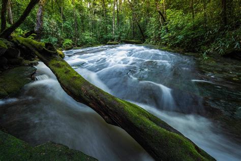 Mountain river stream waterfall green forest Landscape nature plant ...