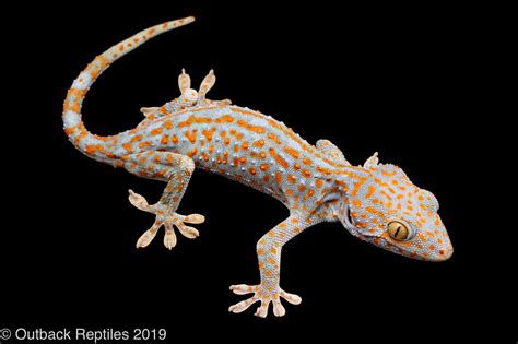 Tokay Gecko Morphs