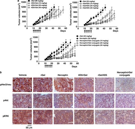 In Vivo Study Of The Immunotoxins Against SK OV 3 Tumor Xenografts In