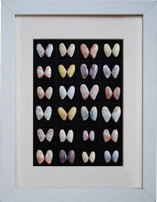 framed shell collection shell art inspired   natural history
