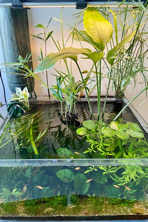 My indoor pond ... : PlantedTank