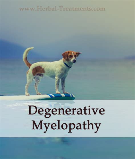 Degenerative Myelopathy In Dogs Avnayt And Walthams Holistic Treatment