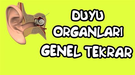 Duyu Organları Genel Tekrar AYT Biyoloji YouTube