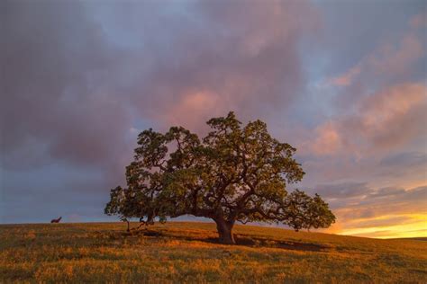 798952 4K 5K Scenery Sunrises And Sunsets Autumn Trees Grass