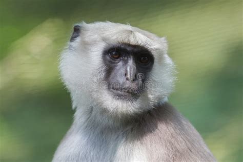 Grey Langur Semnopithecus Schistaceus Stock Image Image Of Apes