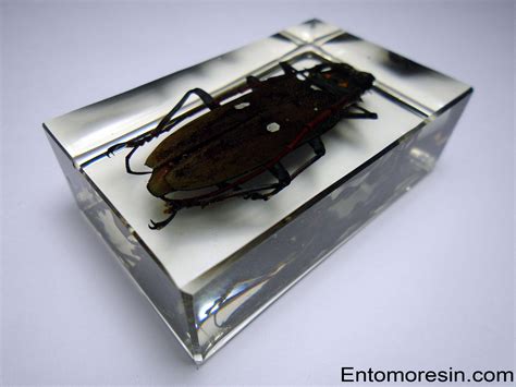 BATOCERA RUBUS IMMACULIPENNIS