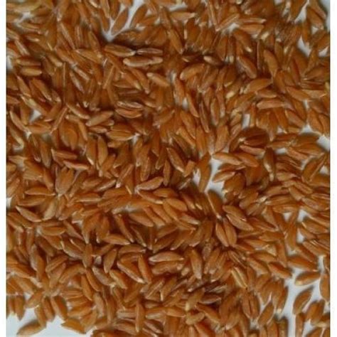 Khapli Wheat Grain Packaging Type PP Bag Rs 70 Kilogram Vishwas