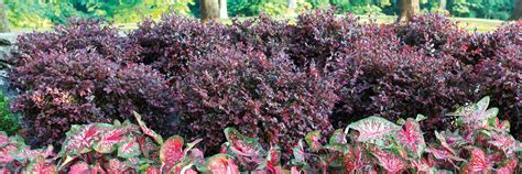 Purple Diamond® Semi-dwarf Loropetalum | Southern Living Plants