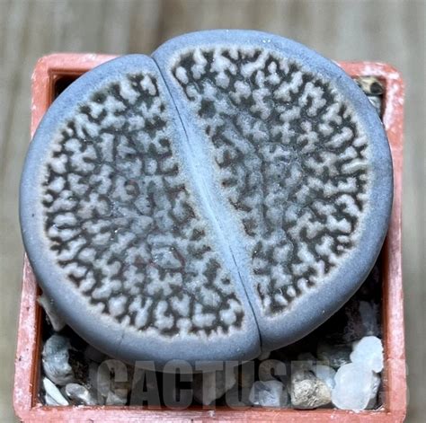 SHPR19132 Lithops hookeri v marginata Кактус онлайн