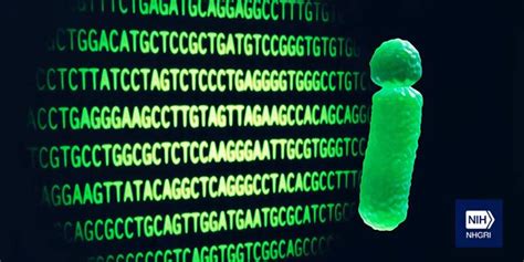 Complete Sequence Of Human Y Chromosome