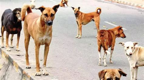 Dog Attack In Lucknow लखनऊ में आवारा कुत्तों का आतंक तीन बच्चों को