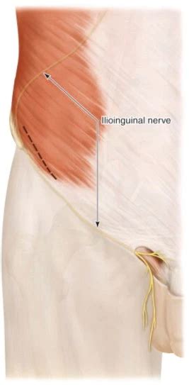 Articularis Genu Muscle - Origin, Insertion, Function, Exercise